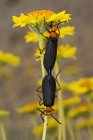 Блистерные жуки спариваются — стоковое фото