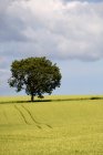 Пшеничное поле с деревом — стоковое фото