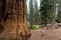 Sequoia Árvores no Parque Nacional Sequoia — Fotografia de Stock