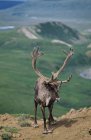 Taureau Caribou avec bois de velours — Photo de stock