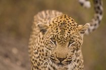 Леопард дивиться на камеру — стокове фото