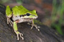 Тихоокеанський Treefrog; Mendocino повіт — стокове фото
