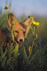 Jovem raposa vermelha — Fotografia de Stock
