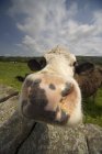 Vaca olhando para a câmera — Fotografia de Stock