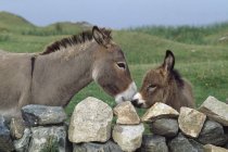 Donkeys By Stone Fence — Stock Photo