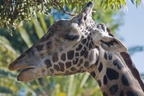 Masai giraffe, kalifornien, usa — Stockfoto