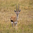 Thomson Gazelle в Африке — стоковое фото