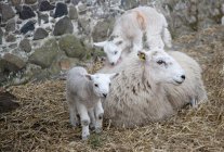 Ovejas y sus corderos - foto de stock