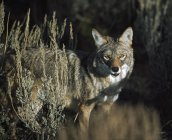 Coyote looking at camera — Stock Photo