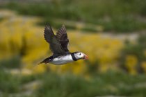 Puffin In Flight at sky — Stock Photo