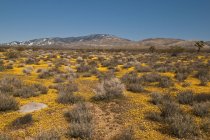 Montañas Tehachapi, desierto de Mojave - foto de stock