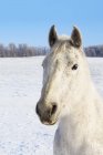 Белый конь зимой — стоковое фото