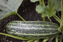 Zucchini wächst auf dem Boden — Stockfoto