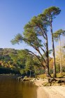 Orilla del lago con árboles - foto de stock