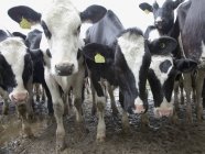 Vaches avec des étiquettes dans les oreilles — Photo de stock