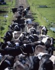 Vaches laitières fresiennes — Photo de stock