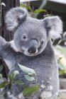 Koala In Tree olhando para longe — Fotografia de Stock