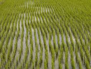 Балі, Індонезія; Рисові поля — стокове фото