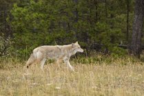 Coyote en el Parque Nacional Jasper - foto de stock