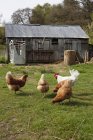 Pollos sobre hierba verde - foto de stock