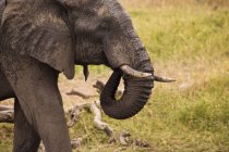 Afrikanischer Elefant, Arathusa Safari Lodge — Stockfoto