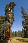 Mammutbäume im Mammutbaum-Nationalpark — Stockfoto