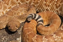 Close up of  Red-Diamond Rattlesnake — Stock Photo