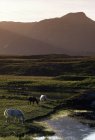 Лошади; Со Керри, Ирландия — стоковое фото