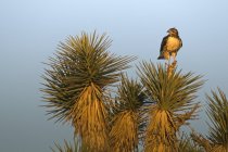 Faucon à queue rousse — Photo de stock