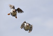 Англия, Puffins In Flight — стоковое фото