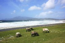 Овцы на острове Ачилл — стоковое фото