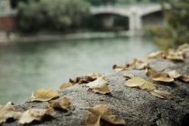 Hojas de otoño a lo largo del río - foto de stock