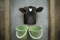 Rinder im Einzelstall — Stockfoto