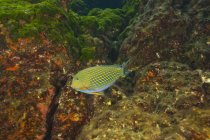 Lined Surgeonfish — стоковое фото