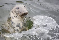 Тюлень плывет в воде — стоковое фото
