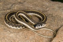 Serpiente liguero de cuello negro occidental , - foto de stock