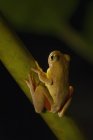 Swamp Frog (Imnonectes Leytensis) — Stock Photo