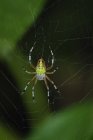 Spinne sitzt im Netz — Stockfoto