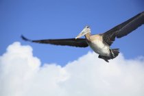 Pelícano volando en el cielo - foto de stock