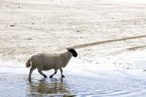 Sheep walking in water — Stock Photo
