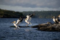Amerikanische weiße Pelikane — Stockfoto