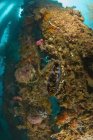 Vida marina en el muelle de Dumaguete - foto de stock