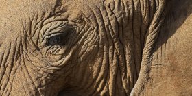 Close up of Африканский слон — стоковое фото