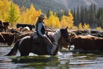 Cowgirl mandria bovini attraverso il fiume — Foto stock