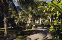 Sentiero alberato con palme — Foto stock
