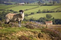 Овцы, Северный Йоркшир, Англия — стоковое фото