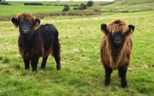 Highland Calves on green grass — Stock Photo