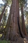 Alberi di Sequoia Nel Parco Nazionale di Sequoia — Foto stock