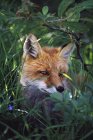 Червона лисиця в зеленій траві — стокове фото