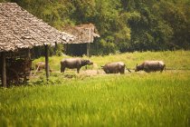 Корови в Baan Tong Луанг — стокове фото